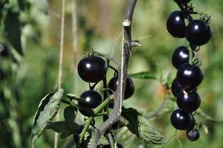 Черен домат за по-добра полова мощ