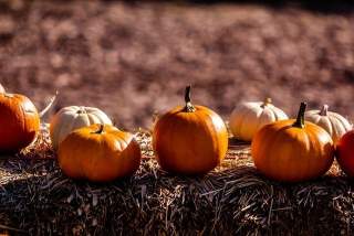 Тиквата – лечебни действия