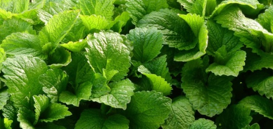 Есенните промени влияят върху вегетативната нервна система