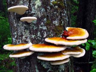 Гъбата Рейши