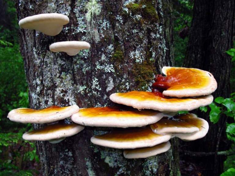 Гъбата Рейши