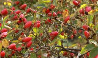 Шипките – съкровище на витамини