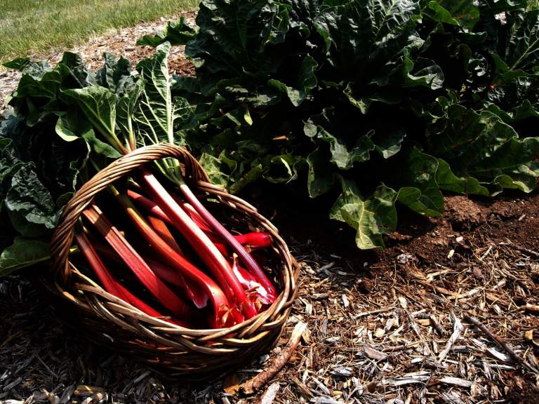 Ревен – зеленчукът с трапчив вкус