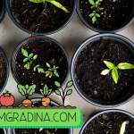 Кодът на зеления успех: Инженеринг на пролетната градина за максимален добив