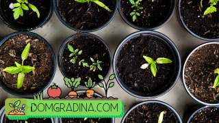 Кодът на зеления успех: Инженеринг на пролетната градина за максимален добив